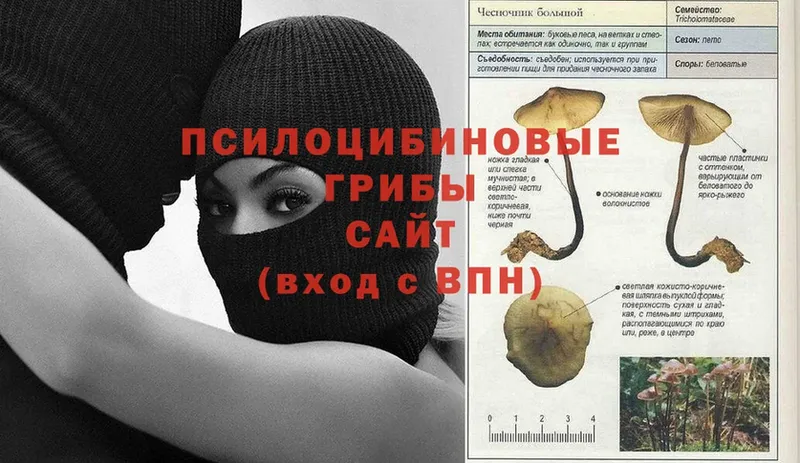 KRAKEN сайт  магазин продажи наркотиков  Кузнецк  Псилоцибиновые грибы Psilocybine cubensis 